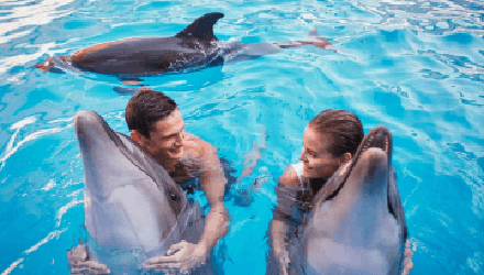 VIP плавання з дельфінами для двох, Харків - Фото