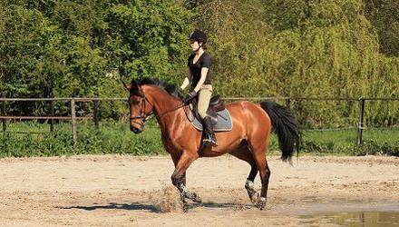 the-training-program-horsemanship-from-scratch-odessa