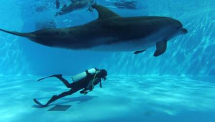 Дайвинг с дельфинами для двоих, Харьков - Фото
