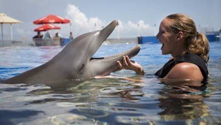 vip-swimming-with-dolphins-10-minutes-kharkov