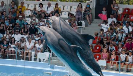 Дневное шоу в дельфинарии для двоих, Харьков - Фото