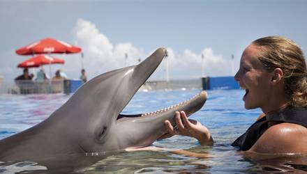 VIP плавание с дельфинами, Харьков - Фото