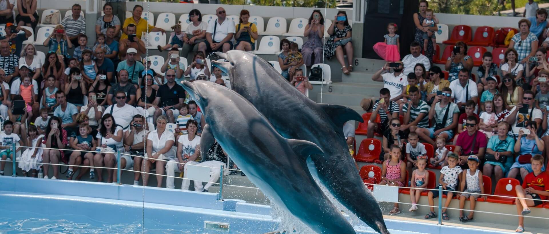 Дневное шоу в дельфинарии для двоих, Харьков - Фото