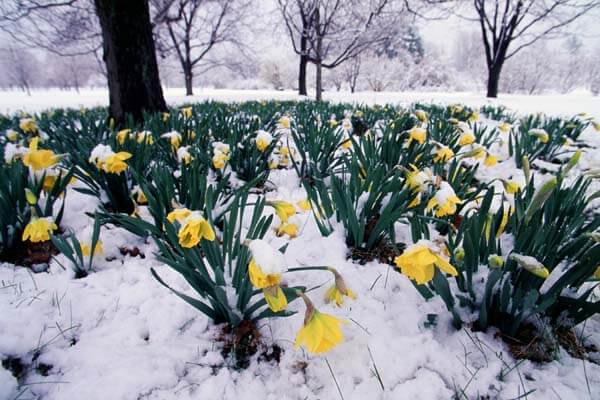 Arboretum_spring_snow00_3.jpg